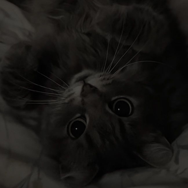 Shorya - Team Member